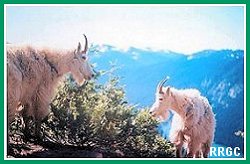 Mountain Goats
