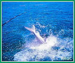 Sturgeon Diving
