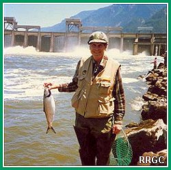 Columbia River
Shad
