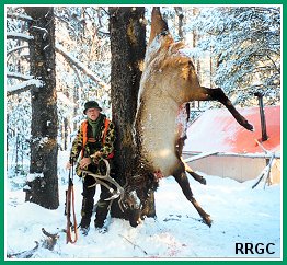 Montana Elk
