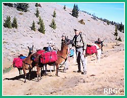 Llamas Packing Into
Elk Camp - Montana
